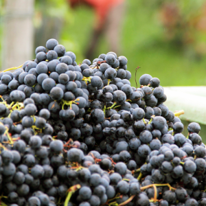 Seedless Black Grapes