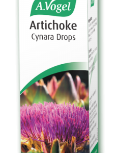 A Vogel Cynara scolymus (Artichoke)