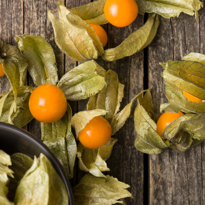 Physalis
