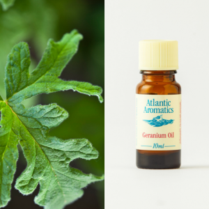 Geranium Essential Oil (10ml)